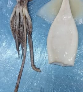 imagen-calamar-pulpo