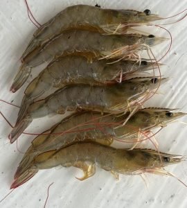 imagen-camarones-2