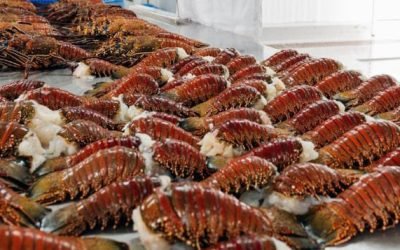 imagen-crustaceos imagen-crustaceos