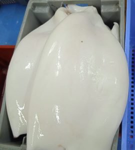 imagen-pulpo-comun