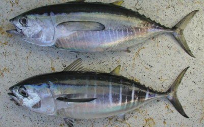 imagen-yellowfin imagen-yellowfin